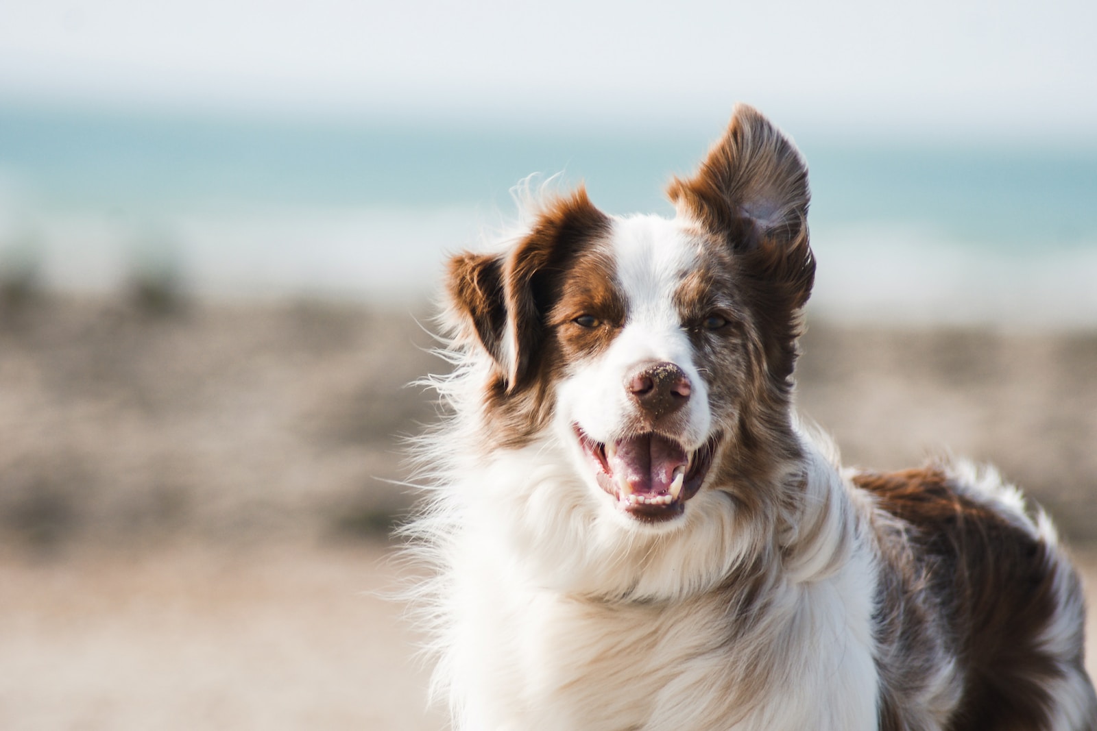 gel gastrite pour chien